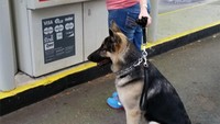 Tunggu apa lagi? Segera latih anjing Anda supaya bisa menjadi bodyguard yang siap sedia. Istimewa/Berodpanda