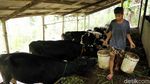 Melihat Peternakan Sapi Perah di Pamijahan Bogor