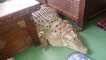 Deretan Hewan yang Obesitas: King Cobra Raksasa hingga Buaya Kojek