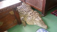 Masih ingat dengan buaya gendut Kojek dari Bogor yang hidup bersama pemiliknya lebih dari 21 tahun? Badan Kojek terlihat kelewat subur. Ternyata Kojek memang kegemukan. Kalau dibilang si Kojek obesitas, pemiliknya marah, kata petugas Penyidik BKSDA Wilayah I Bogor, Ajat Sudrajat, kepada detikcom, Selasa (6/2/2018).Foto: dok. Istimewa