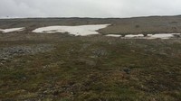 Panah tersebut kemudian dikirim ke laboratorium A.E. Lalonde University of Ottawa untuk penanggalan radiokarbon. Belum diketahui lebih jauh mengenai cerita penggunaan dan asal-usul panah tersebut (Foto: Dok. Government of Yukon via Fox News)