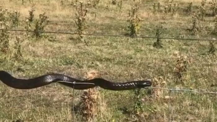 Viral, Ular Merambat di Kawat Berduri di Tasmania