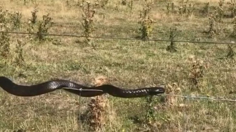 Viral, Ular Merambat di Kawat Berduri di Tasmania Viral, Ular Merambat di Kawat Berduri di Tasmania
