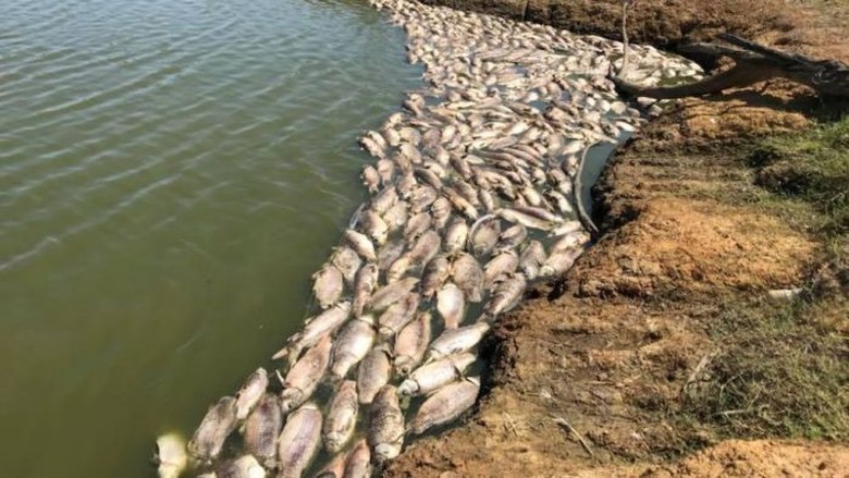 Cuaca Panas, Ratusan Ikan Mati di Danau Dekat Sydney Cuaca Panas, Ratusan Ikan Mati di Danau Dekat Sydney