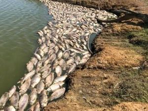 Cuaca Panas, Ratusan Ikan Mati di Danau Dekat Sydney