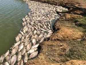 Cuaca Panas, Ratusan Ikan Mati di Danau Dekat Sydney