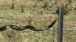 Penampakan Ular Merambat di Kawat Berduri di Tasmania
