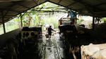 Melihat Peternakan Sapi Perah di Pamijahan Bogor