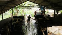 Kawasan ini merupakan kawasan peternakan sapi perah terbesar di Bogor seluas 181 hektar.