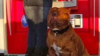 Tidak ada satpam di sekitar? Tak perlu takut, bawa anjing piaraan Anda ke mesin ATM. Istimewa/Berodpanda