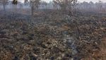 Hangus Berasap, Penampakan 135 Hektare Terbakar di Meranti Riau