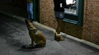 Lihat anjing baik ini langsung melirik curiga ke orang misterius yang berdiri di dekat majikannya. Istimewa/Berodpanda