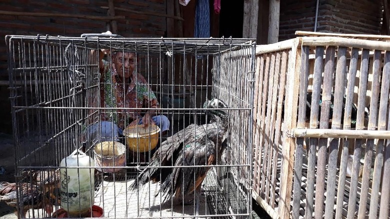 Di Madiun Ternyata Ada Penangkaran Burung Merak yang Dilindungi Di Madiun Ternyata Ada Penangkaran Burung Merak yang Dilindungi