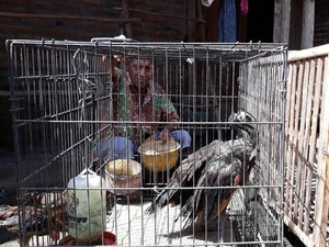 Di Madiun Ternyata Ada Penangkaran Burung Merak yang Dilindungi