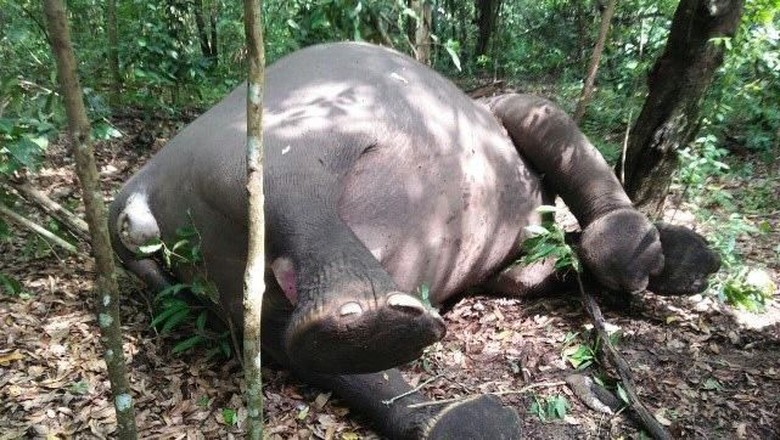 Seekor Gajah Mati di Way Kambas dengan 5 Lubang di Tubuhnya Seekor Gajah Mati di Way Kambas dengan 5 Lubang di Tubuhnya