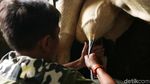 Melihat Peternakan Sapi Perah di Pamijahan Bogor