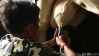 Seorang anak tengah memeras susu sapi.