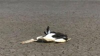 Tak cuma ikan, burung pelikan juga ditemukan mati di danau tersebut (Foto: Dok. Facebook Richie Benson via ABC News Australia)