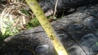 Bobot buaya muara berwarna gelap ini tidak 1 ton seperti disebutkan oleh warga sebelumnya. Pihak BKSDA Aceh menyatakan buaya muara ini bobotnya 600 kg.