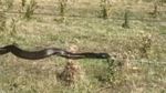 Penampakan Ular Merambat di Kawat Berduri di Tasmania
