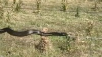 Dilansir Australia Plus, pakar reptil mengatakan ular yang mematikan ini juga merupakan pemanjat yang baik’. (Foto: Dok. ABC News)