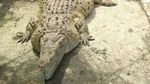 Deretan Hewan yang Obesitas: King Cobra Raksasa hingga Buaya Kojek