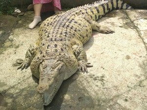 Rindunya Ibu ke Kojek Buaya Gendut: Gosok Gigi hingga Beri Makan