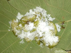 Berburu Kue Tradisional Lamongan Saat Hari Pasaran Yuk!