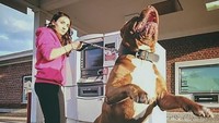 Anjing-anjing ini akan bereaksi jika ada gerakan mencurigakan di sekitarnya. Istimewa/Berodpanda