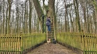 Namanya Pohon Der Brautigamseiche atau Bridegroom Oak, dan lebih manjur ketimbang aplikasi Tinder. Orang dari seluruh penjuru dunia menulis surat ditujukan ke pohon itu dan berharap jodoh (BBC Travel)