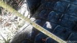 Foto: Seramnya Buaya Muara 600 Kg yang Ditangkap Warga Aceh Timur
