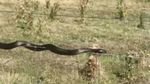 Penampakan Ular Merambat di Kawat Berduri di Tasmania