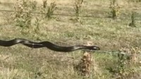 Ular yang sangat berbisa berjenis harimau ini tertangkap kamera di Perkebunan Bangor Vineyard Shed di dekat Dunalley dan dimuat di Facebook hari Selasa. (Foto: Dok. ABC News)