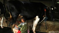 Saat ini tingkat konsumsi susu per kapita masyarakat Indonesia, rata-rata sekitar 12,10 kg/kapita/tahun setara susu segar. Tingkat konsumsi tersebut masih di bawah negara-negara ASEAN lainnya seperti Malaysia yang mencapai 36,2 kg/kapita/tahun, Myanmar 26,7 kg/kapita/tahun, Thailand 22,2 kg/kapita/tahun, dan Philipina 17,8 kg/kapita/tahun.