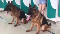 Satu anjing masih kurang? Bawa dua saja. Jenis german shepherd bisa bikin penjahat gemetaran. Istimewa/Berodpanda
