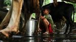Melihat Peternakan Sapi Perah di Pamijahan Bogor