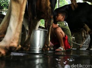 Perpres Bisa Atur Serapan hingga Harga Susu Nasional