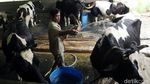 Melihat Peternakan Sapi Perah di Pamijahan Bogor