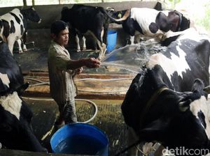 Serap Susu Lokal, 128 Pengusaha Gandeng Peternak Sapi Perah