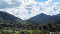 Desa Ugimba berlokasi di pedalaman papua. Terdapat lanskap hutan yang hijau lebat, perbukitan seolah menjadi pagarnya. (Afif Farhan/detikTravel)