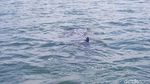 Menteri Susi Renang dan Naik Paddle Board Pantau Hiu di Probolinggo