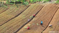 Alamnya masih sangat asri. Mata pencaharian penduduk setempat yaitu berburu binatang dan juga berkebun. (Afif Farhan/detikTravel)