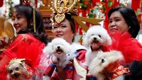 Anjing-anjing lucu itu memakai cheongsam, baju khas Tionghoa
