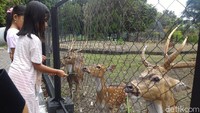 Rumah Arca ini berada di Taman Pandan Arum, Boyolali, di taman tersebut juga terdapat kandang Rusa Totol serta Burung Merak dan Nuri (Ragil Ajiyanto/detikcom)
