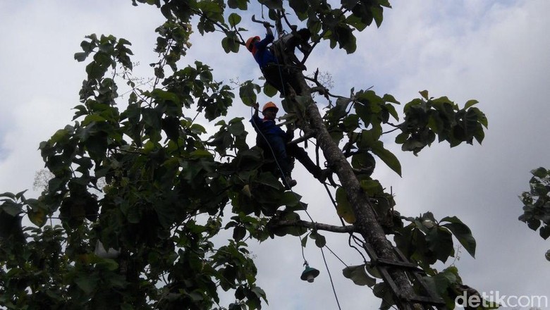 Hendak Tebang Pohon, Tukang Kebun Tewas Tersengat Listrik Hendak Tebang Pohon, Tukang Kebun Tewas Tersengat Listrik