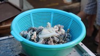 Foto: Bulus memang menjadi kontroversi. Nyatanya, di Glodok masih banyak yang menjual bulus yang dijadikan sup atau obat (Shinta/detikTravel)