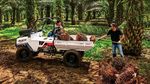 Lincahnya Mobil Ndeso Melintas di Kebun Sawit