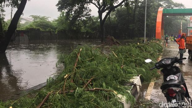 Dahan-dahan pohon yang tumbang.