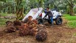 Lincahnya Mobil Ndeso Melintas di Kebun Sawit