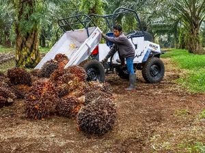 Sawit RI Dicekal AS hingga Eropa, Ketua DPR Minta Kemendag Lawan